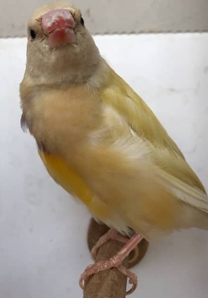 Lady Gouldian Pairs for sale 15