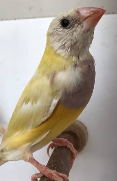 Lady Gouldian Pairs for sale 17