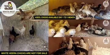 Heera cross Mianwali Aseel Chicks in lakha color for sale,fertile eggs