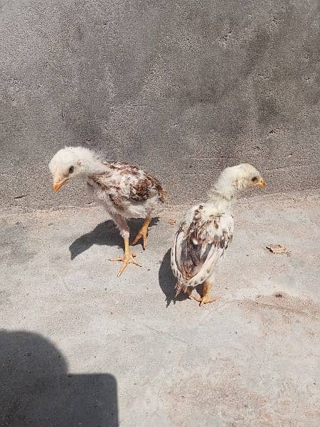 Aseels chicks 5