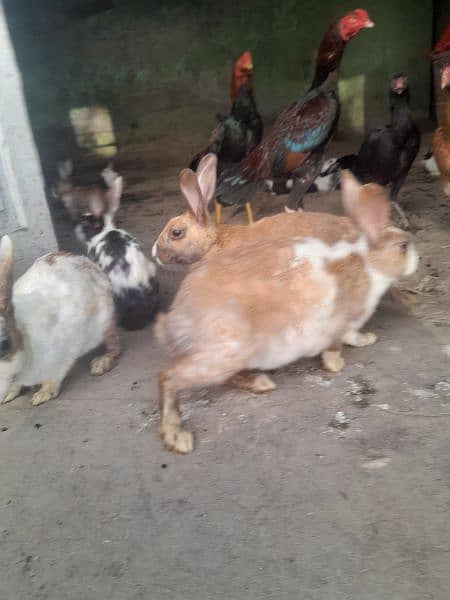 Rabit/Rabbit / Brown Breeder Babbit / Rabbit for sale 5