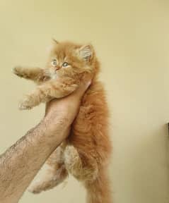 Persian Kittens (Semi Punch)