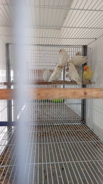 Love birds Creamino decino albino re albino split 3