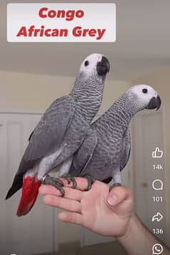 African grey Male female DNA k sath available