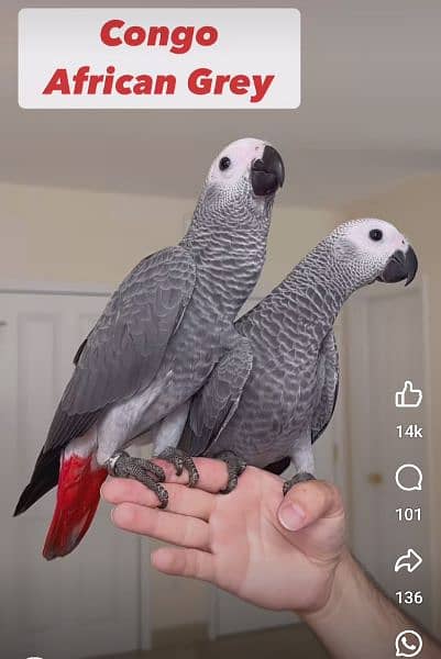 African grey Male female DNA k sath available 0