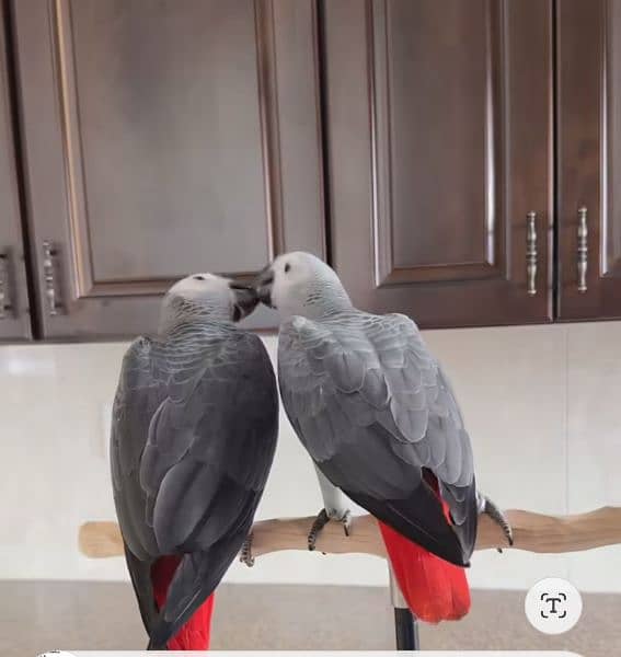 African grey Male female DNA k sath available 3