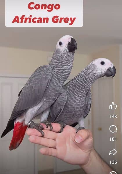 African grey Male female DNA k sath available 4