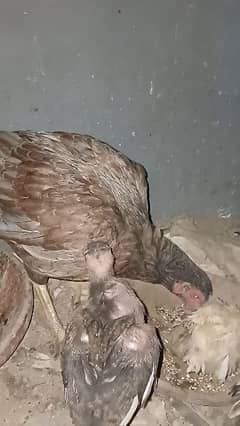 Aseel hen with healthy 3 chicks  sale urgent