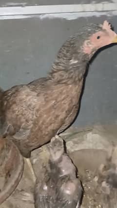 Aseel hen with 5 healthy chicks
