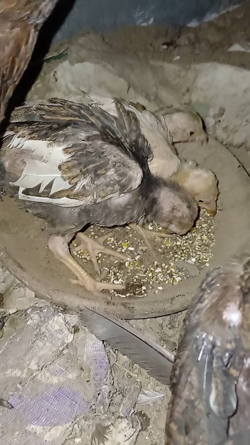 Aseel hen with 4 healthy chicks 2
