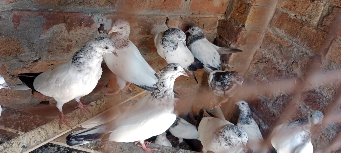 Aseel pigeon kaboter for sale 0