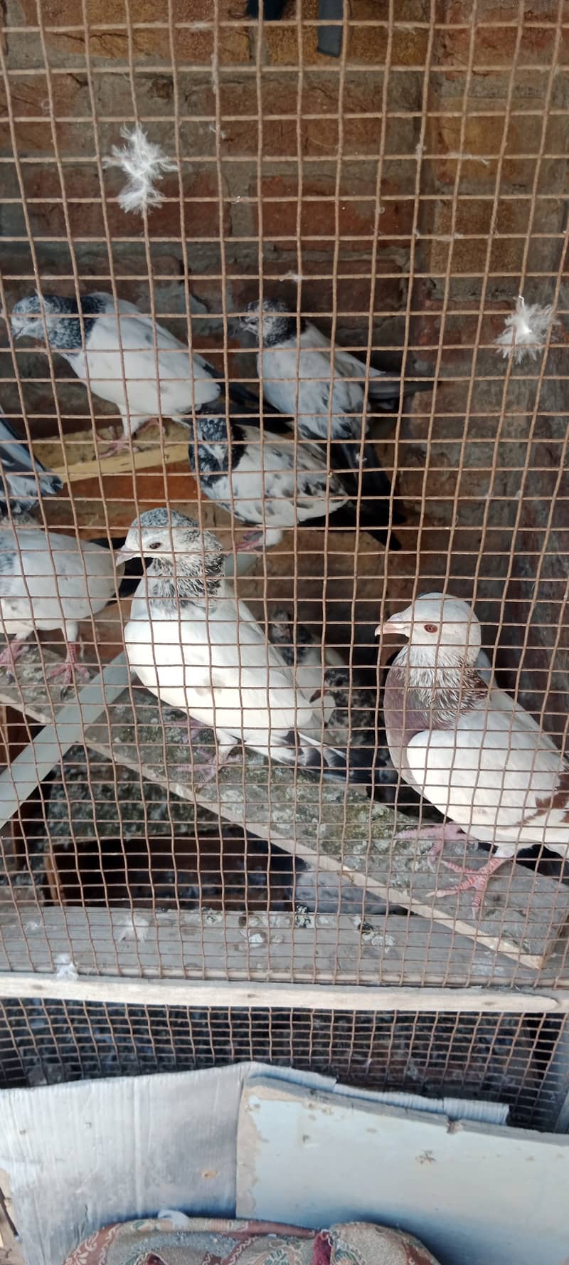 Aseel pigeon kaboter for sale 1