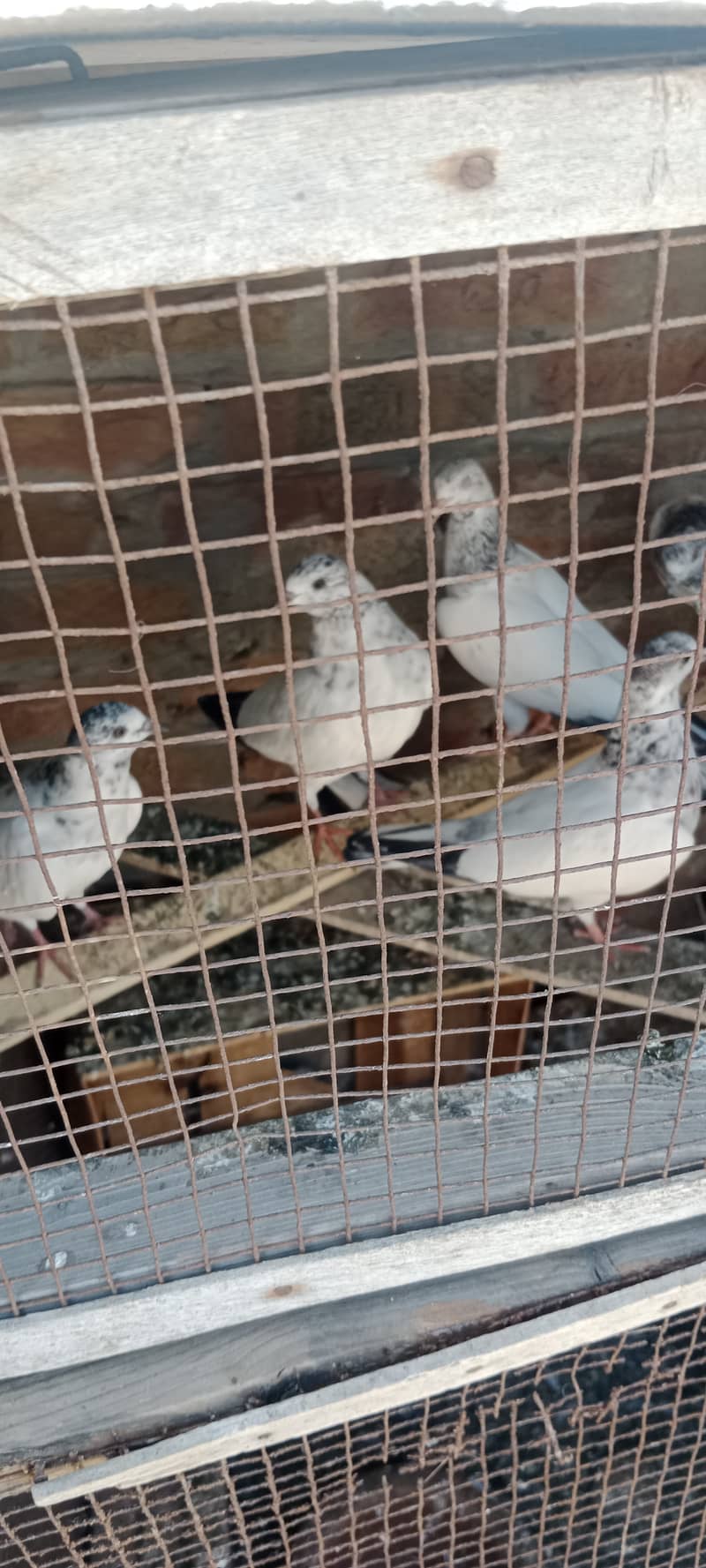 Aseel pigeon kaboter for sale 2