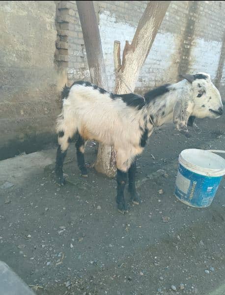 male goat 16 month age 0