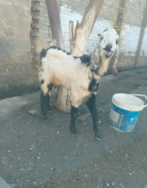 male goat 16 month age 1