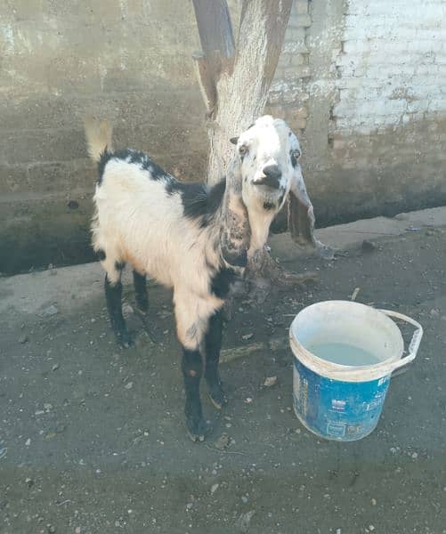male goat 16 month age 2
