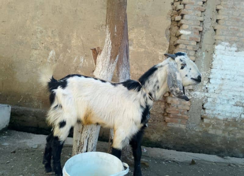 male goat 16 month age 3