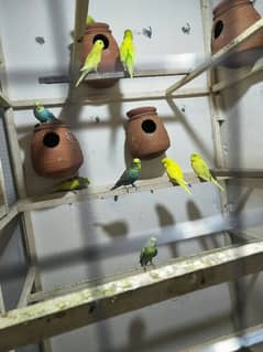 Australian parrot/budgies / pathay / bajri parrot