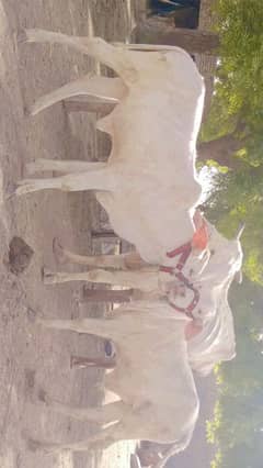 cholistani cow for sale in Rahim Yar Khan