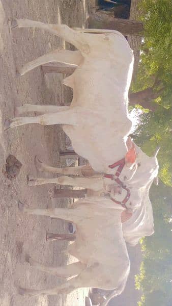 cholistani cow for sale in Rahim Yar Khan 0