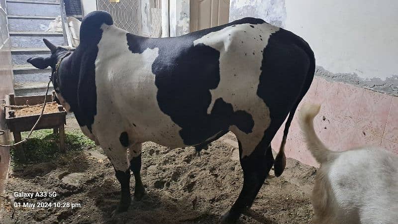 Cow | Bull |  bachra | Desi wacha for Qurbani 2024 0