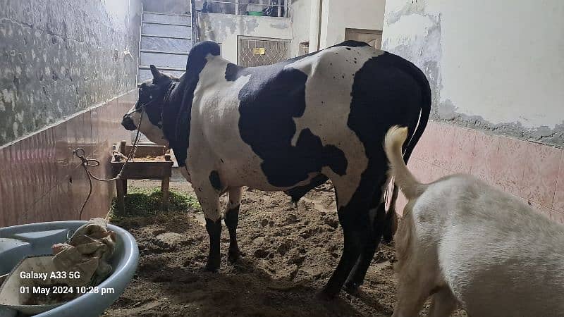 Cow | Bull |  bachra | Desi wacha for Qurbani 2024 1