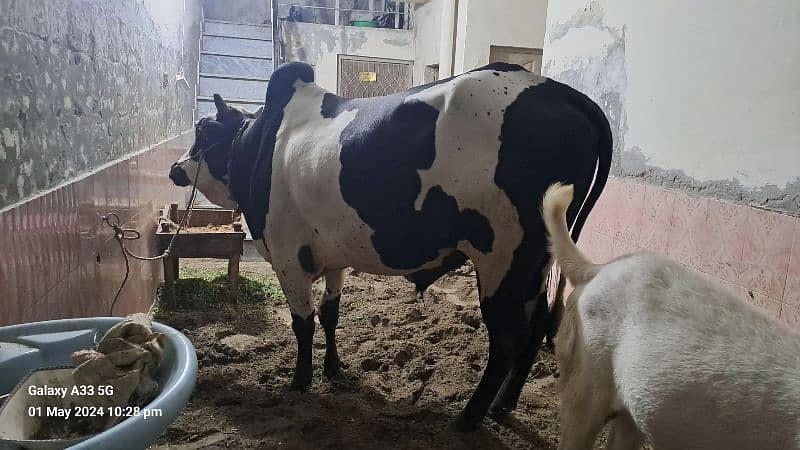 Cow | Bull |  bachra | Desi wacha for Qurbani 2024 2