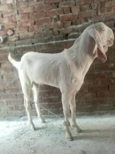 Rajanpuri pure pink Goat healthy & active 0