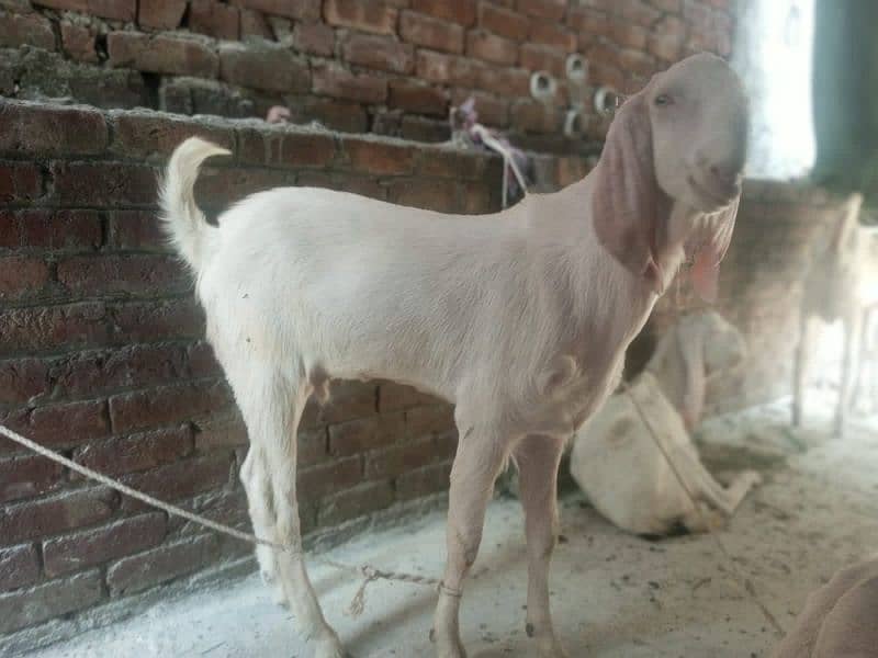 Rajanpuri pure pink Goat healthy & active 1