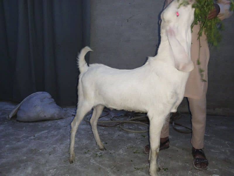 Rajanpuri pure pink Goat healthy & active 2