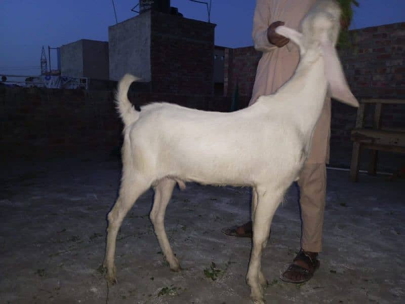 Rajanpuri pure pink Goat healthy & active 3