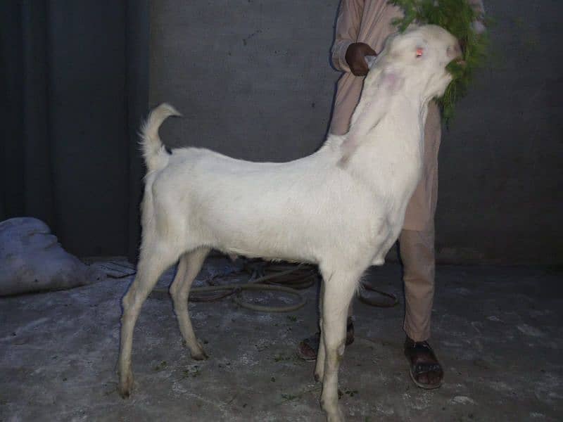 Rajanpuri pure pink Goat healthy & active 4