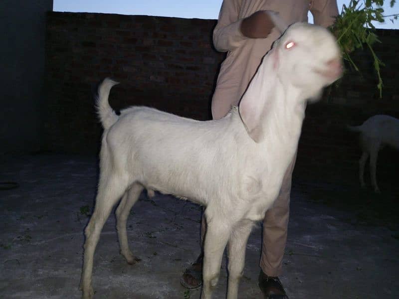 Rajanpuri pure pink Goat healthy & active 6