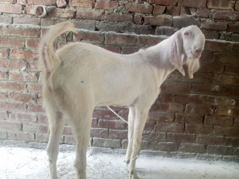 Rajanpuri pure pink Goat healthy & active 7