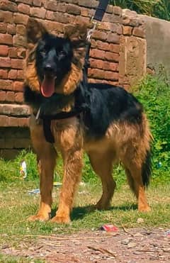 Black mask German shepherd male age 8 month available for sale