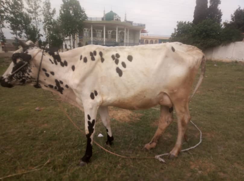 Australian cow first time breeding for sale 03115818881 2
