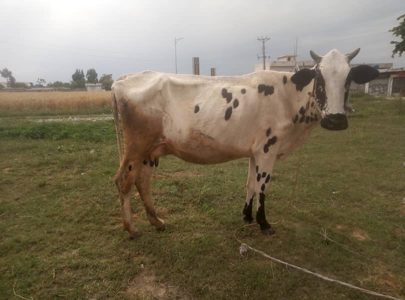 Australian cow first time breeding for sale 03115818881 3