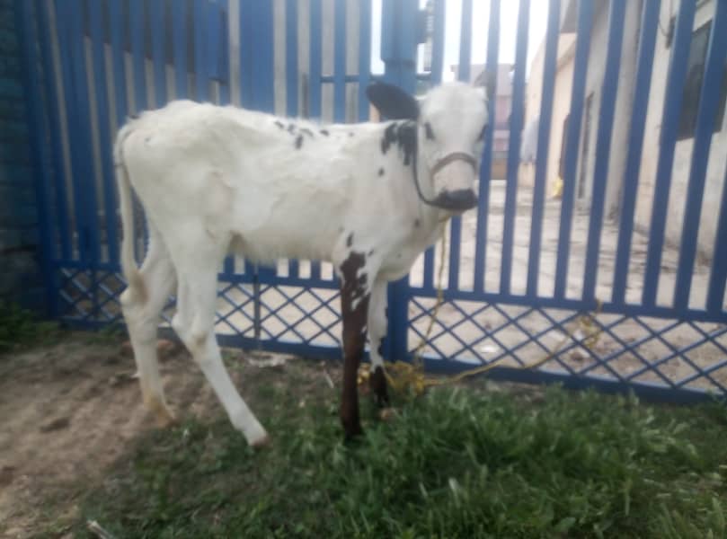 Australian cow first time breeding for sale 03115818881 4