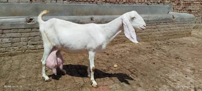 goat / bakri / pregnant bakri / bakri for sell
