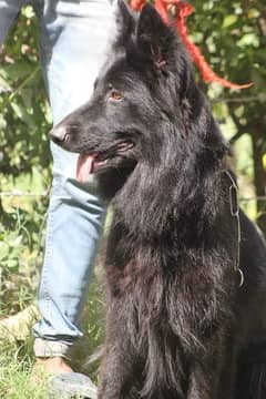 Black German Shepherd puppies 0317 1195547