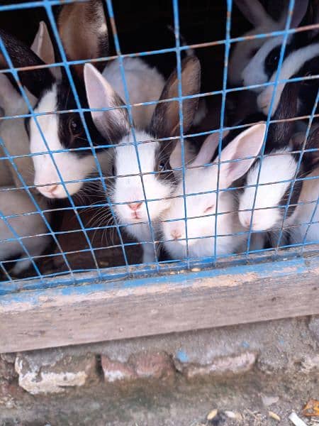 rabbits  fr sale 3