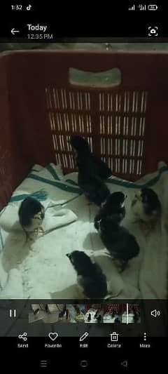 king shamo swingneck chicks age 3 days