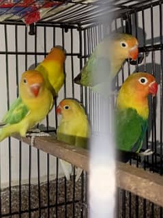 lovebirds breeder pairs available 0