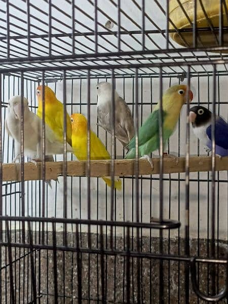 lovebirds breeder pairs available 2