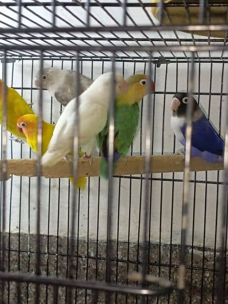 lovebirds breeder pairs available 3