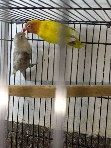 lovebirds breeder pairs available 4