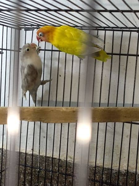 lovebirds breeder pairs available 5