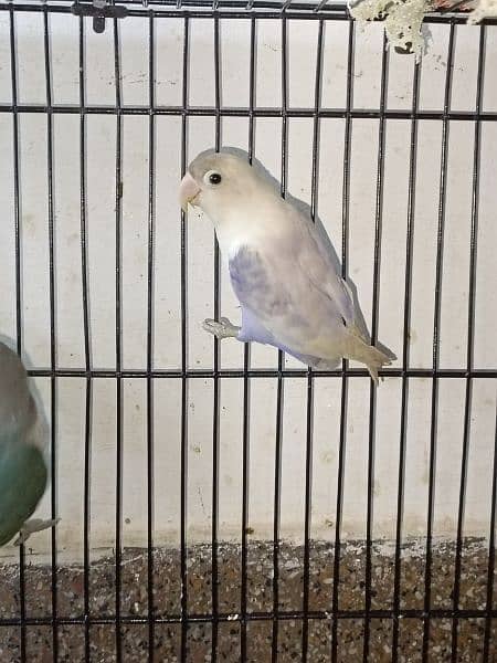 lovebirds breeder pairs available 6