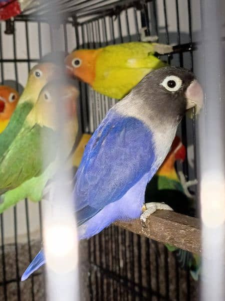 lovebirds breeder pairs available 7