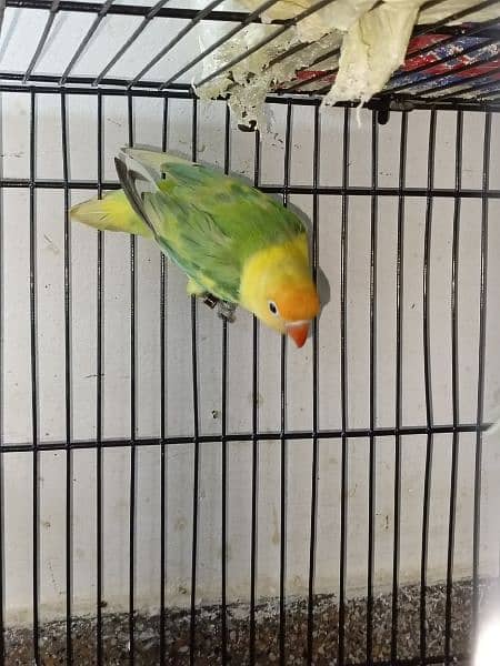 lovebirds breeder pairs available 8